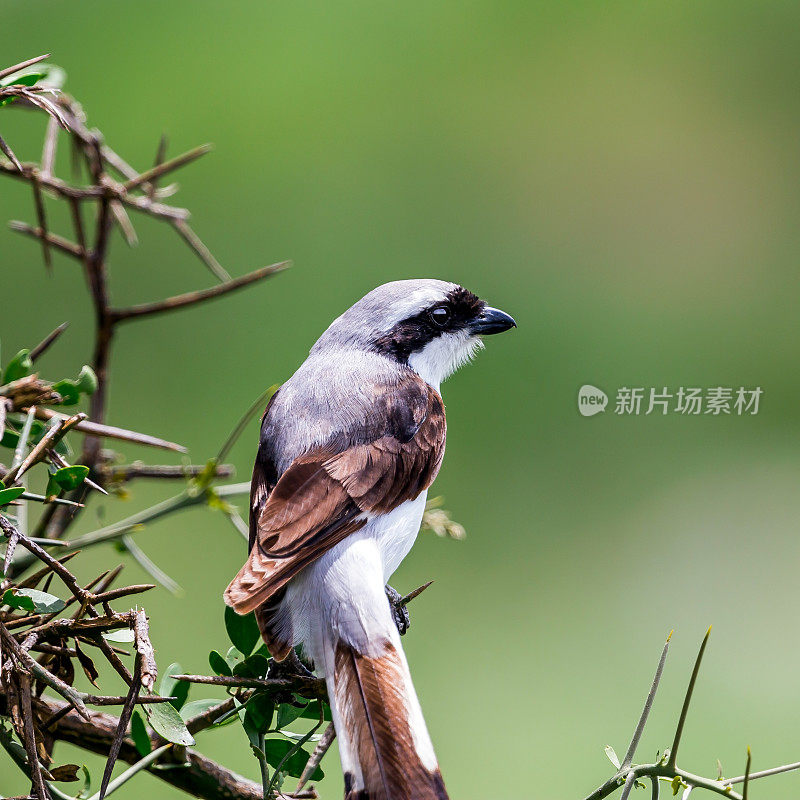 灰背财政伯劳(Lanius excubitoroides)栖息在早午餐上